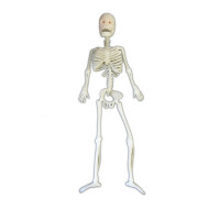 Squelette en Plastique Souple 40cm 123DEG-3700638219122-10019056